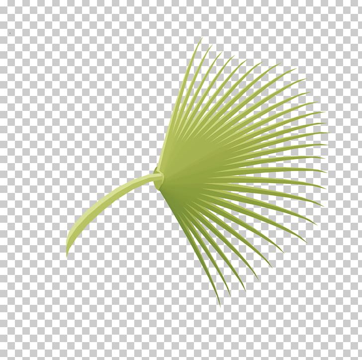 Leaf PNG, Clipart, Christmas Tree, Electronics, Fall Leaves, Fan Shaped, Grass Free PNG Download