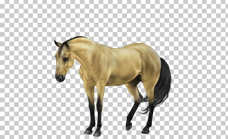Mane Mustang Stallion Foal Mare PNG, Clipart,  Free PNG Download