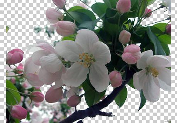 Cherry Blossom Flowering Tea Apples PNG, Clipart, Apple Flower, Apples, Blossom, Branch, Cherry Blossom Free PNG Download
