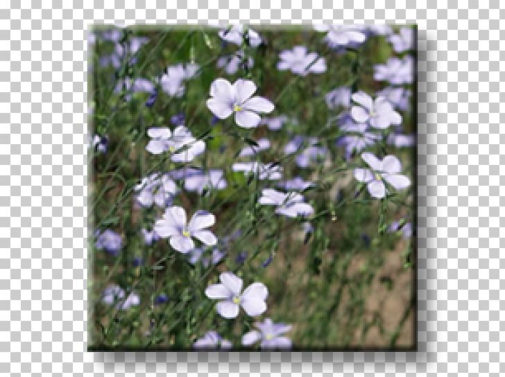 Plant Phlox Subulata Garden Groundcover Aegopodium Podagraria PNG, Clipart, Ajuga Reptans, Blue, Bugleweed, Cerastium, Cerastium Tomentosum Free PNG Download