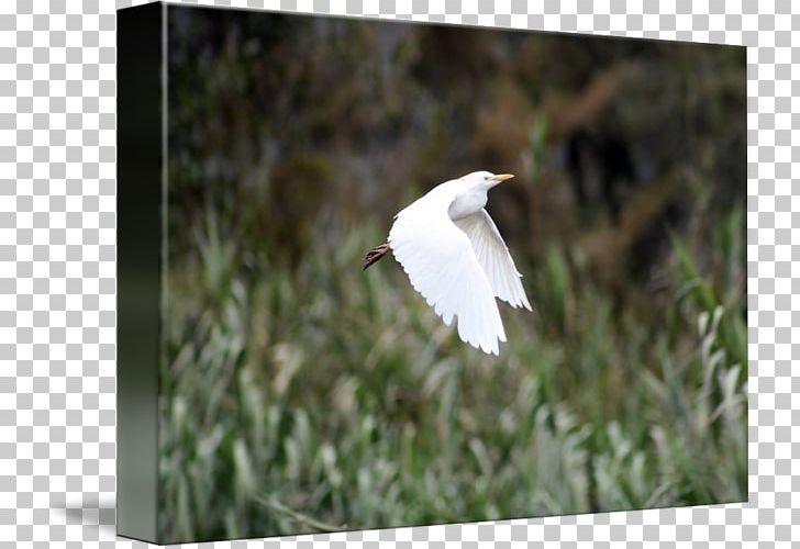 Stock Photography Cattle Egret PNG, Clipart, Ardea, Beak, Bird, Cattle Egret, Depositphotos Free PNG Download