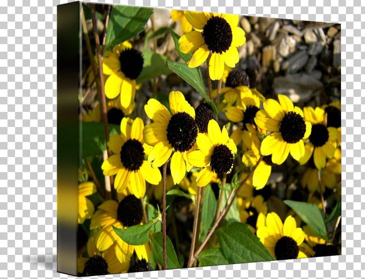 Sunflower Seed Sunflower M Sunflowers Wildflower PNG, Clipart, Daisy Family, Flora, Flower, Flowering Plant, Others Free PNG Download