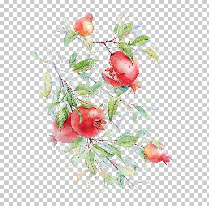 Watercolor Painting Pomegranate Drawing Flower Painting In Watercolor PNG, Clipart, Branch, Cartoon, Cartoon Pomegranate, Floral Design, Floristry Free PNG Download
