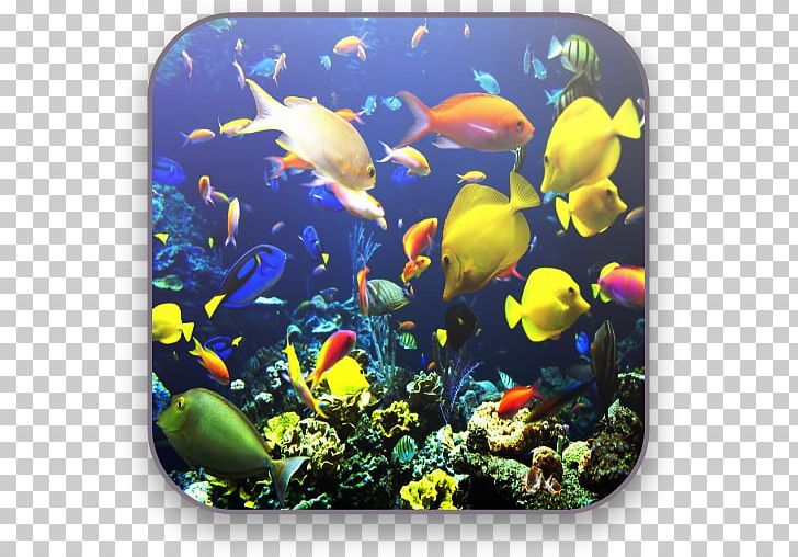 Aquarium Tropical Fish Koi Coral Reef Fish PNG, Clipart, Animals, Aquarium, Aquarium Decor, Aquarium Lighting, Ceramic Free PNG Download