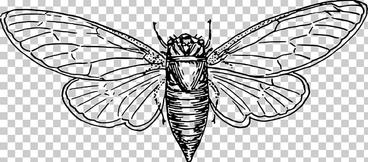 Locust Coloring Book Cicadas PNG, Clipart, Animal, Brush Footed Butterfly, Child, Color, Fictional Character Free PNG Download