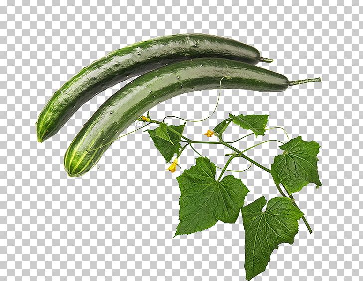 Pickled Cucumber Luffa Pasilla PNG, Clipart, Better Grow Hydro Cardiff, Cucumber, Cucumber Gourd And Melon Family, Cucumis, Food Free PNG Download