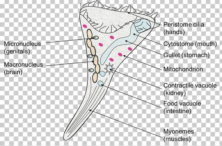 Stentor Coeruleus Vorticella Diagram PNG, Clipart, Abdomen, Amoeba, Angle, Area, Cell Free PNG Download