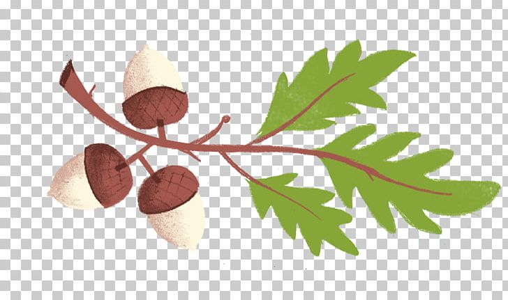 Superfood Branching Fruit PNG, Clipart, Acorns, Branch, Branching, Food, Fruit Free PNG Download