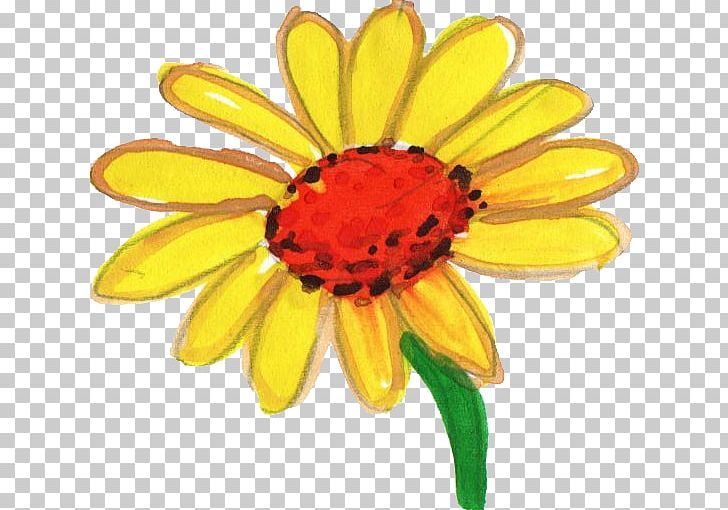 WaterColor PNG, Clipart, Body Jewelry, Color, Common Daisy, Common Sunflower, Cut Flowers Free PNG Download