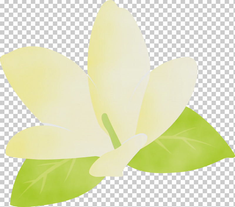 Leaf Petal Green Flower Science PNG, Clipart, Biology, Flower, Green, Jasmine, Jasmine Flower Free PNG Download