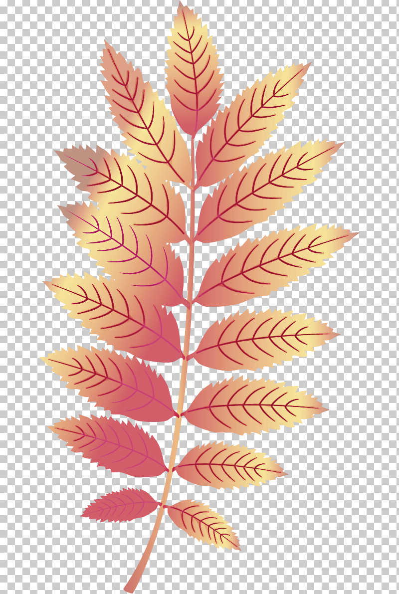 Maple Leaf PNG, Clipart, Cartoon, Leaf, Maple Leaf, Plants, Vector Free PNG Download