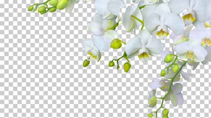 Orchids Flower Desktop Bud PNG, Clipart, Blossom, Blue, Branch, Bud, Color Free PNG Download