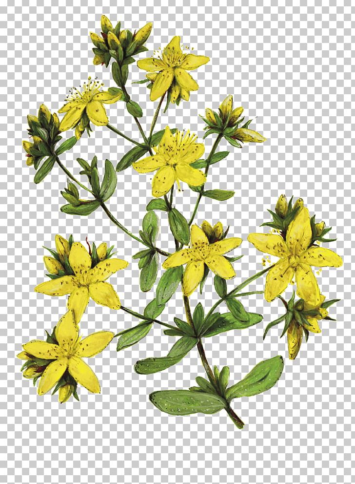 Perforate St John's-wort Herbalism Drawing Daisy Family Ardèche PNG, Clipart,  Free PNG Download