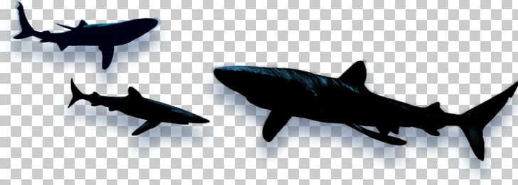 Shark Fin Soup Shark Wars PNG, Clipart, Blue Shark, Bull Shark, Cartilaginous Fish, Drawing, Fauna Free PNG Download