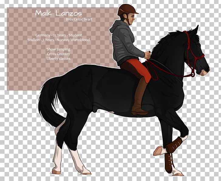 Stallion Hunt Seat Mustang Bridle Mare PNG, Clipart, Bridle, English Riding, Equestrian, Equestrianism, Equestrian Sport Free PNG Download