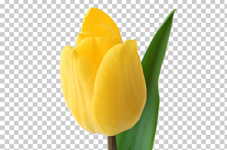 Tulip Mania Flower PNG, Clipart, Bud, Color, Computer Icons, Cut Flowers, Desktop Wallpaper Free PNG Download