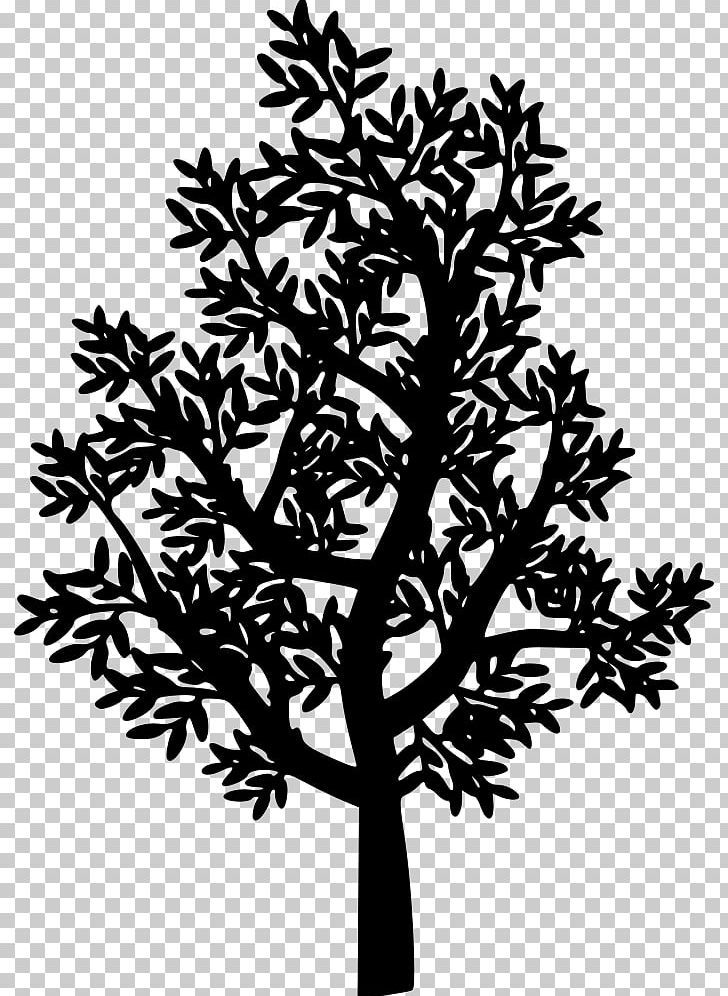 Twig PNG, Clipart, Black And White, Branch, Drawing, Flora, Flower Free PNG Download