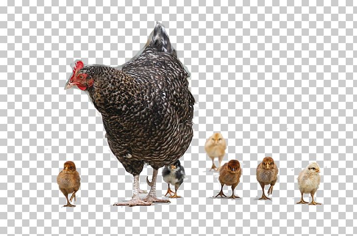 Chicken Meat Hen PNG, Clipart, Animals, Baby, Baby Announcement Card, Baby Background, Baby Clothes Free PNG Download