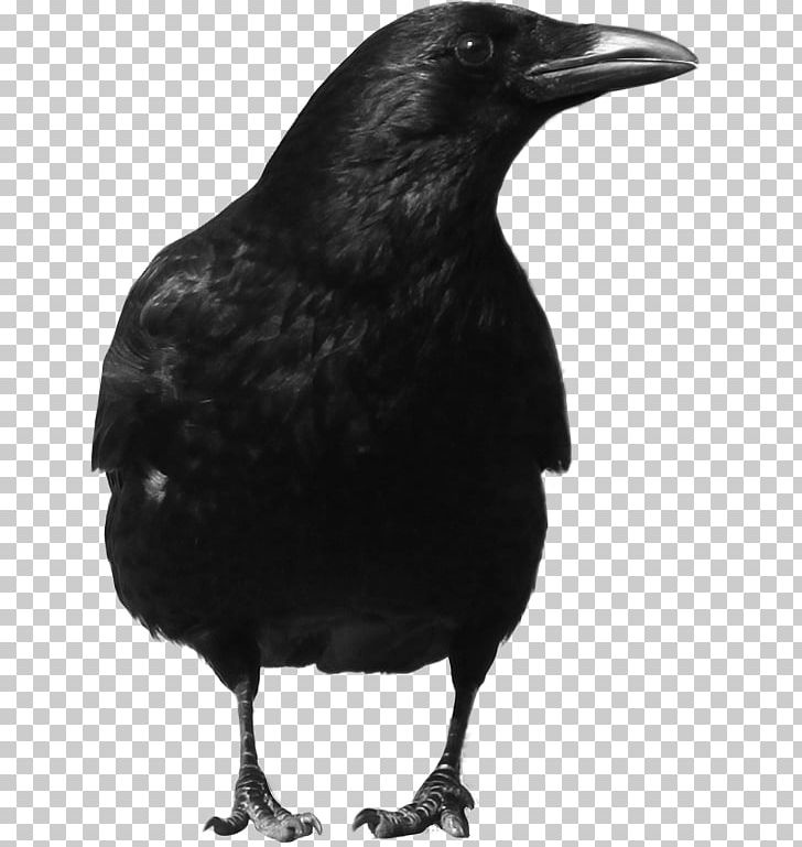 Crow PNG, Clipart, American Crow, Animals, Beak, Bird, Black And White Free PNG Download