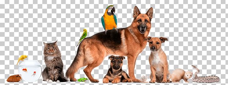 Dog Cat Pet Shop Veterinarian PNG, Clipart, Carnivoran, Cat, Dog, Dog Breed, Dog Grooming Free PNG Download