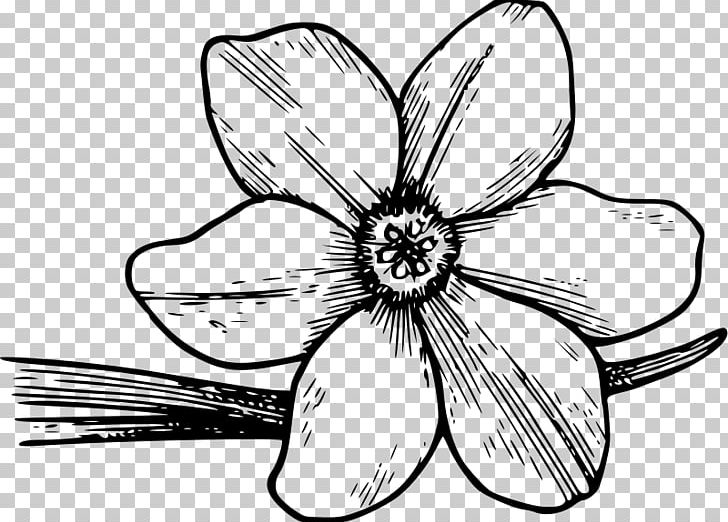 Flowering Dogwood Drawing PNG, Clipart, Artwork, Black And White, Cut Flowers, Dogwood, Drawing Free PNG Download