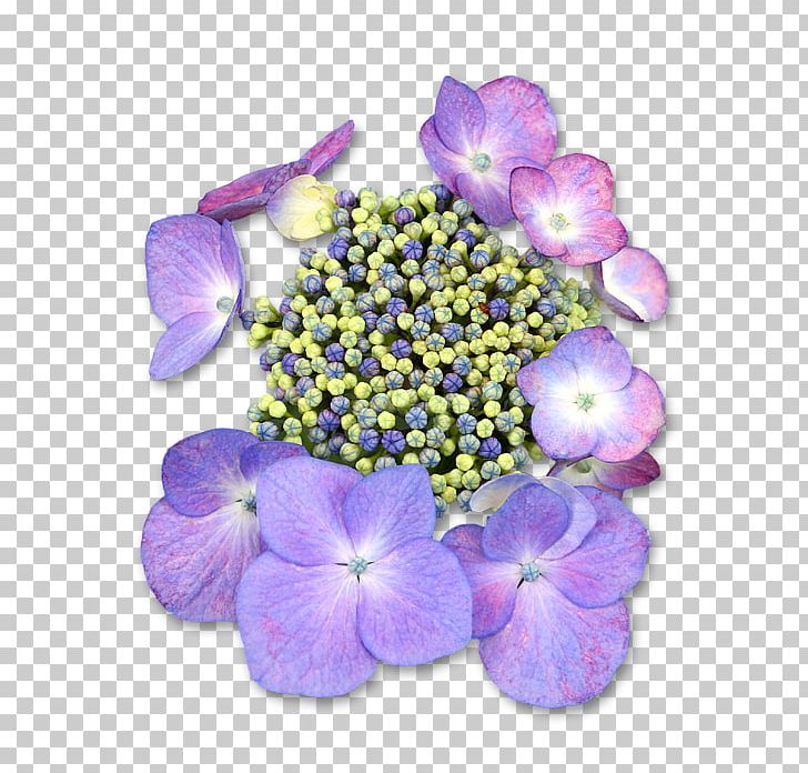 Hydrangea Petal Annual Plant Violet Family PNG, Clipart, American Purple Gallinule, Annual Plant, Cornales, Family, Flower Free PNG Download