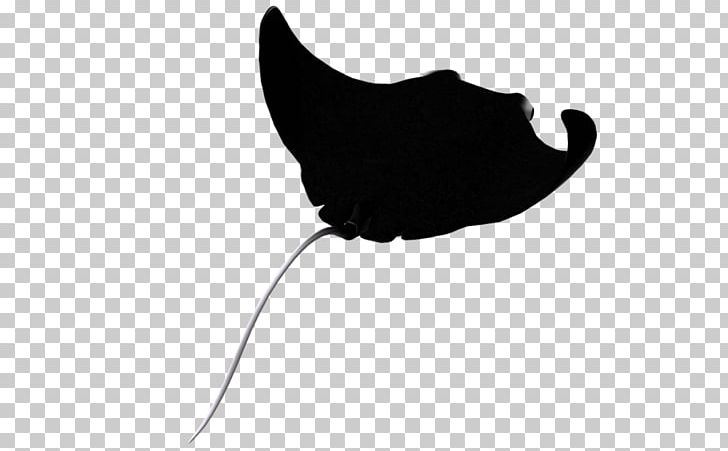 Myliobatoidei Drawing PNG, Clipart, Batoidea, Black, Black And White, Cat, Clip Art Free PNG Download