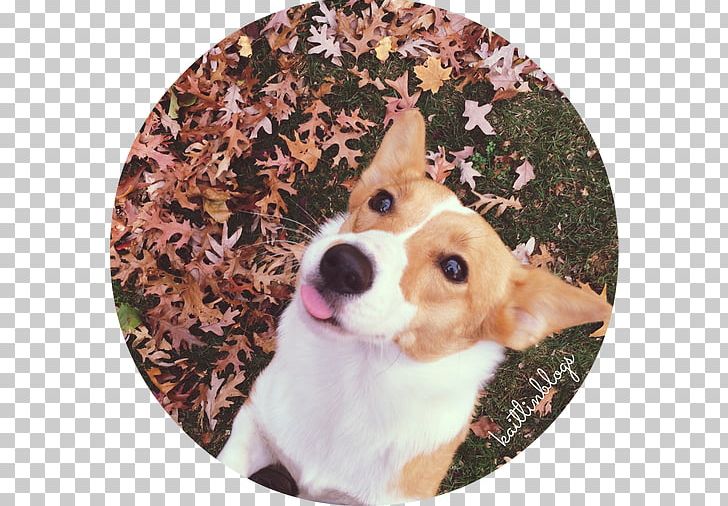 Pembroke Welsh Corgi Puppy Dog Breed Companion Dog PNG, Clipart, Breed, Christmas, Christmas Ornament, Companion Dog, Dog Free PNG Download