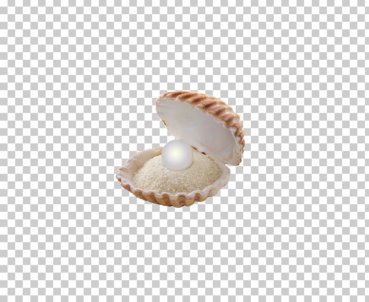 Clam Seashell Stock Photography PNG, Clipart, Alamy, Beach Sand, Beautiful, Bivalvia, Clam Free PNG Download