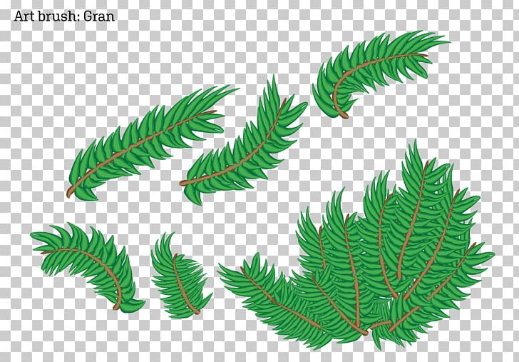 Fir Fern Plant Stem Leaf Pine PNG, Clipart, Branch, Branching, Conifer, Family, Fern Free PNG Download