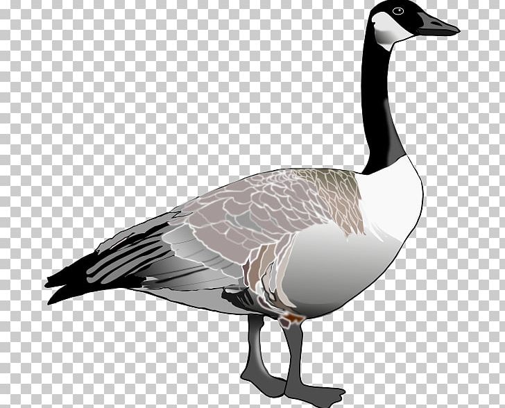 Goose Bird PNG, Clipart, Animal, Animals, Beak, Bird, Canada Goose Free PNG Download