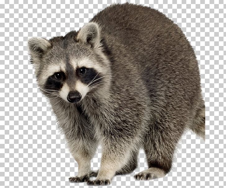 Raccoon Squirrel Feral Cat Rodent PNG, Clipart, Animal, Animal Control And Welfare Service, Animals, Carnivoran, Cat Free PNG Download