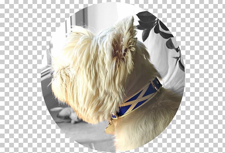 West Highland White Terrier Cairn Terrier Yorkshire Terrier Dog Breed Rare Breed (dog) PNG, Clipart, Breed Group Dog, Cane Corso, Carnivoran, Collar, Dog Free PNG Download