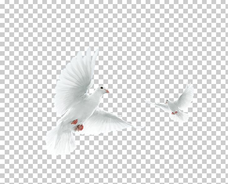 U5927u90c1u958bu767cu80a1u4efdu6709u9650u516cu53f8 U5885u81eau6162 Columbidae PNG, Clipart, Animals, Beak, Bird, Columba, Encapsulated Postscript Free PNG Download