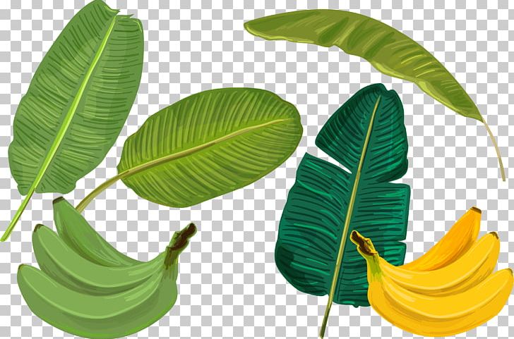 Banana Leaf PNG, Clipart, Art, Banana, Banana Leaf, Download, Fruit Nut Free PNG Download