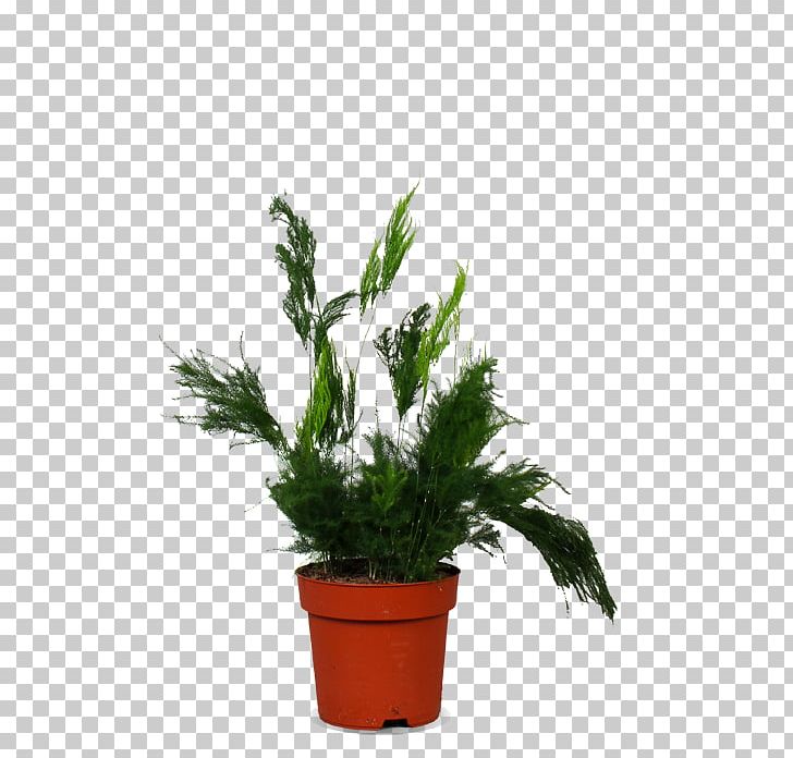 Cream Of Asparagus Soup Common Asparagus Fern Houseplant PNG, Clipart, Asparagus, Cream Of Asparagus Soup, Evergreen, Flowerpot, Germination Free PNG Download