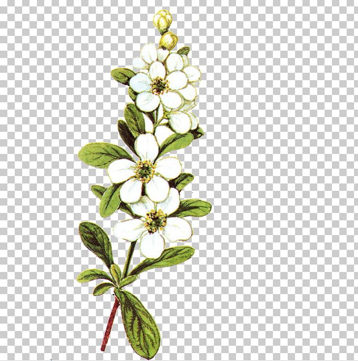 Flower PNG, Clipart, Blossom, Branch, Computer Icons, Cut Flowers, Download Free PNG Download