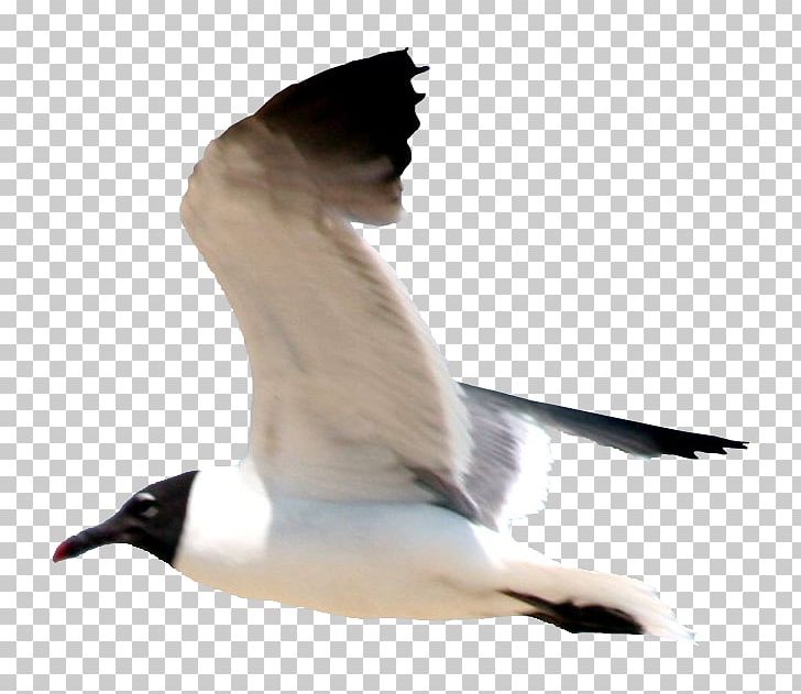 Gulls Bird Flight European Herring Gull Great Black-backed Gull PNG, Clipart, American Herring Gull, Animal, Animals, Beak, Bird Free PNG Download