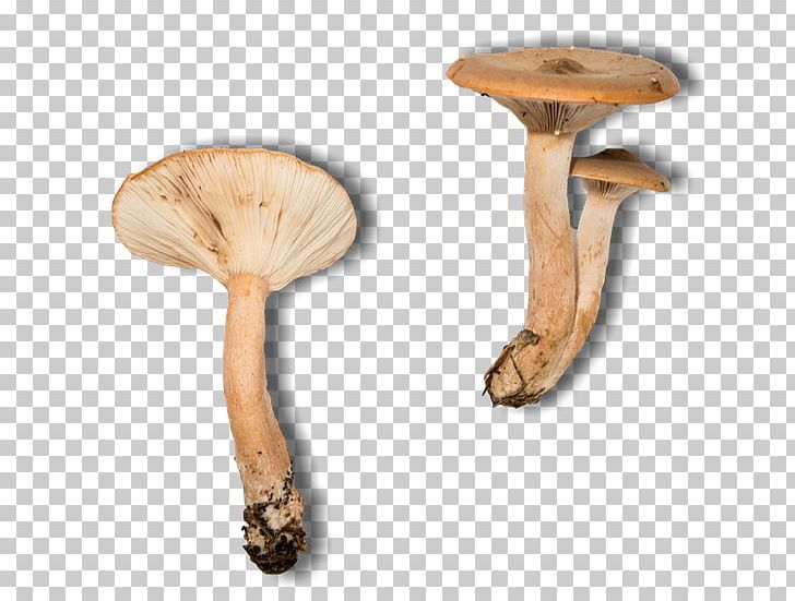 Pleurotus Eryngii PNG, Clipart, Art, Edible Mushroom, Ingredient, Morchella, Mushroom Free PNG Download