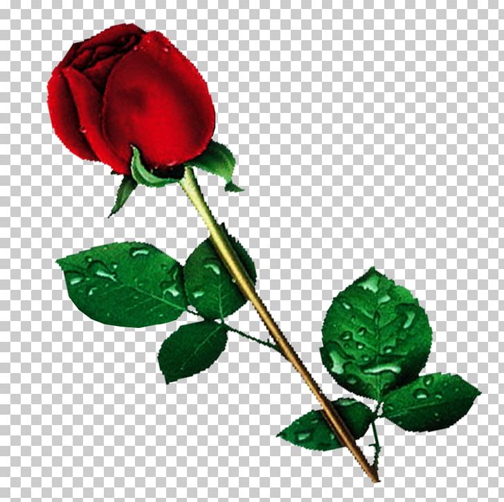 Rose Desktop PNG, Clipart, Black Rose, Branch, Bud, Cut Flowers, Desktop Wallpaper Free PNG Download