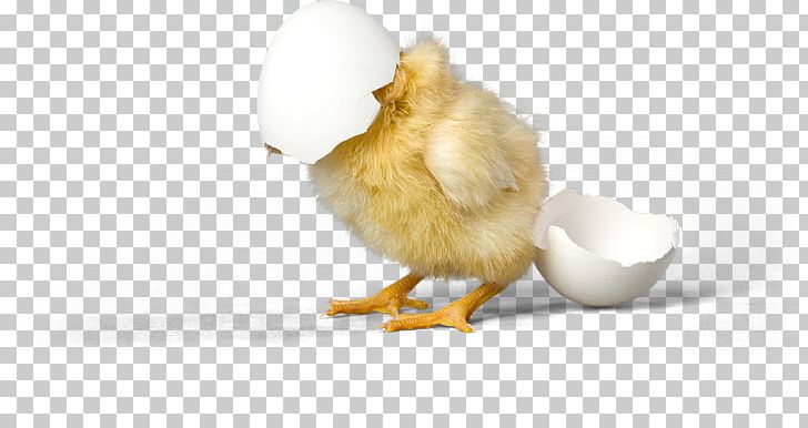 Chicken Duck Eggshell Bird PNG, Clipart, Animal, Animals, Beak, Bird, Chicken Free PNG Download