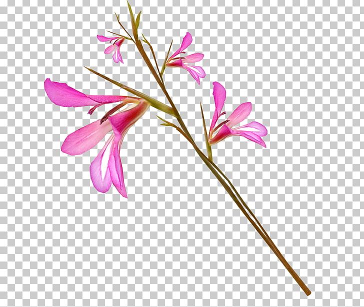 Gladiolus Cut Flowers Iris Family Petal PNG, Clipart, Branch, Cut Flowers, Flora, Floral Design, Flower Free PNG Download