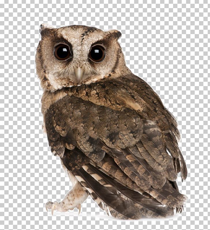 Indian Scops Owl Oriental Scops Owl Bird Stock Photography PNG, Clipart, Animal, Animal Photography, Animals, Animal World, Beak Free PNG Download