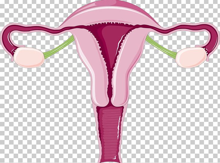Uterus Uterine Fibroid Endometrium Menstruation Cervix PNG, Clipart, Cervix, Endometrium, Fertilisation, Gedeon Richter, Gynaecology Free PNG Download