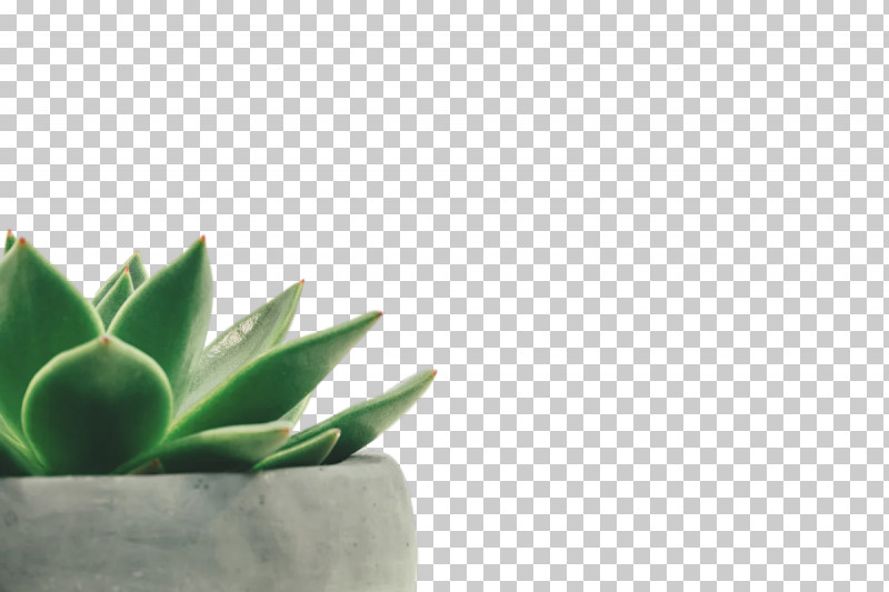 Green Wall PNG, Clipart, Aloes, Cactus, Cactus Collection, Dracaena Trifasciata, Flowerpot Free PNG Download