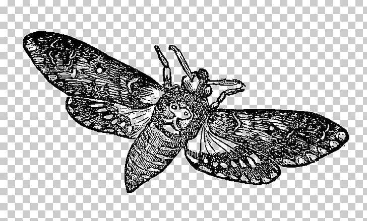 Butterfly African Death's Head Hawkmoth Insect PNG, Clipart,  Free PNG Download
