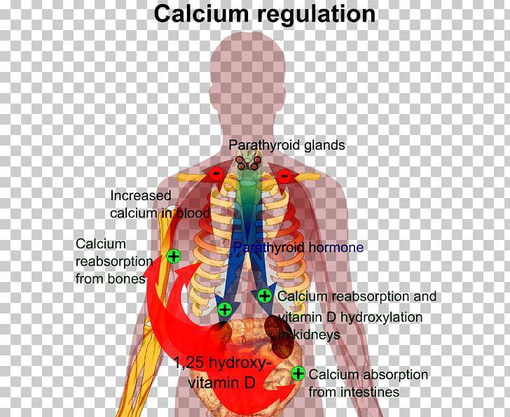 Calcium Metabolism Nutrient Human Body Vitamin D Homeostasis PNG, Clipart, Bone, Bone Growth Factor, Calcium, Calcium Metabolism, Homeostasis Free PNG Download