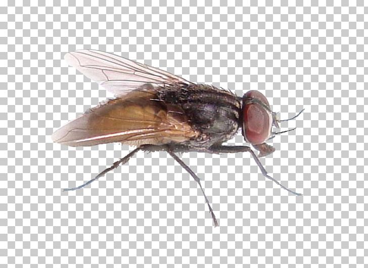 Insect Pollenia Rudis Housefly Pest Control PNG, Clipart, Animal, Arthropod, Arthropod Mouthparts, Black Garden Ant, Cluster Fly Free PNG Download