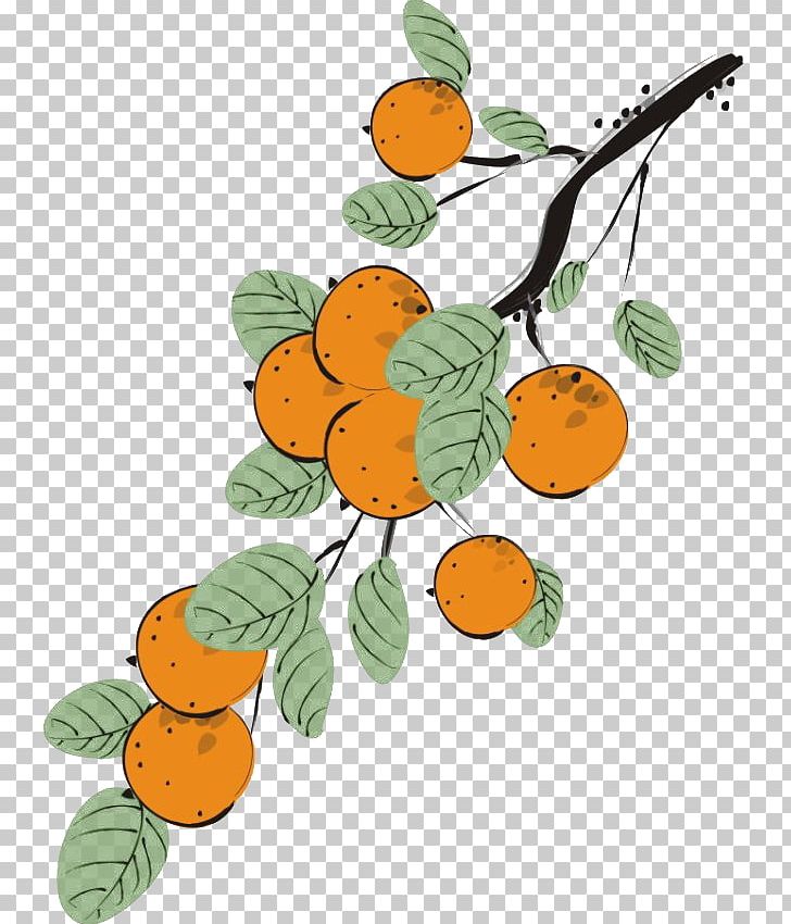 Japanese Persimmon Auglis Euclidean PNG, Clipart, Apple Fruit, Auglis, Branch, Chi, Chinese Style Free PNG Download