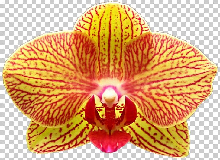 Moth Orchids PNG, Clipart, Flower, Flowering Plant, Magenta, Moth Orchid, Moth Orchids Free PNG Download